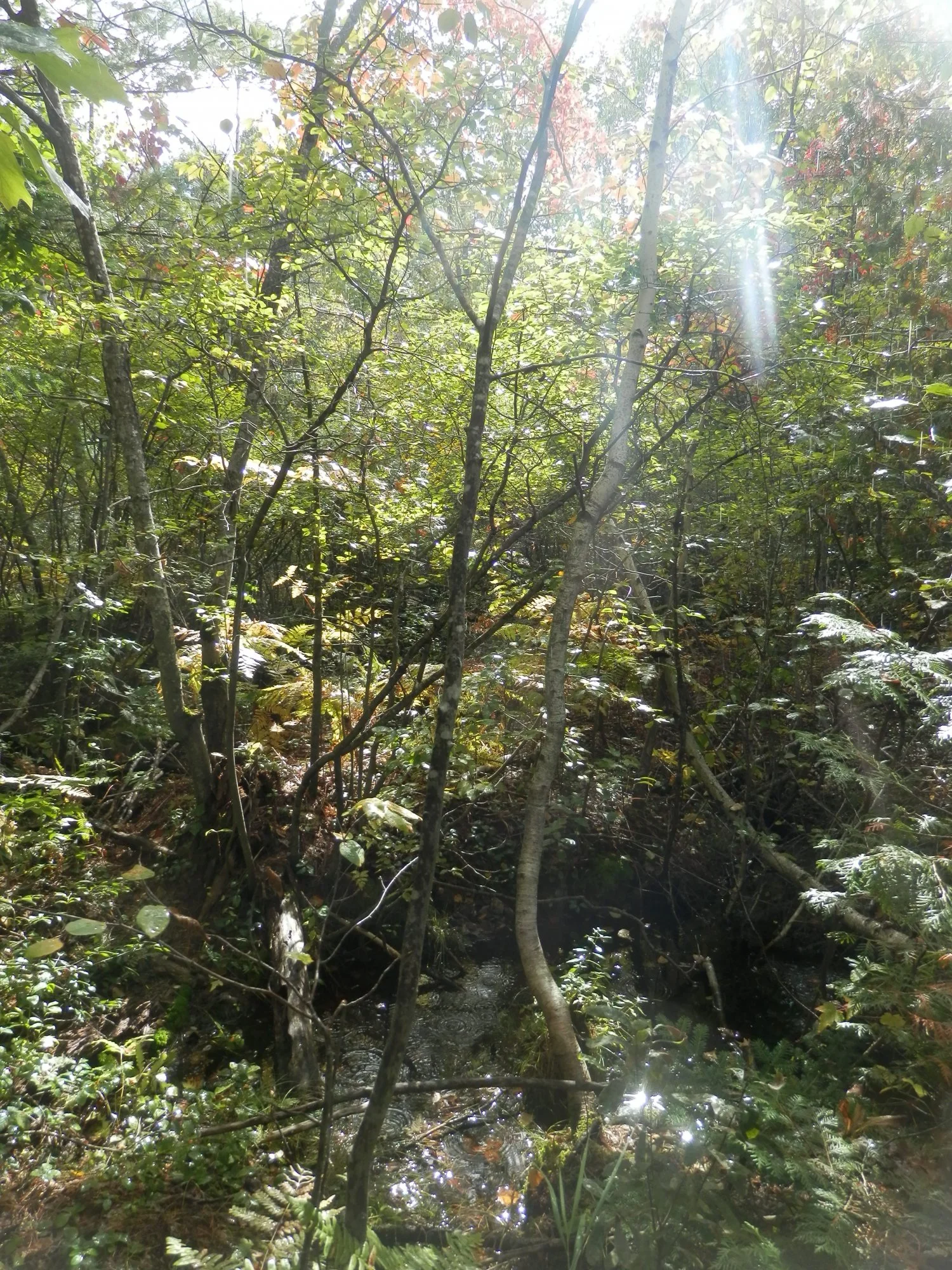 P9280674.webp