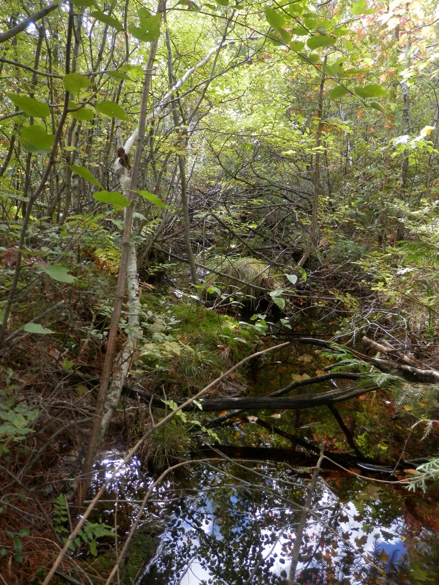P9280677.webp