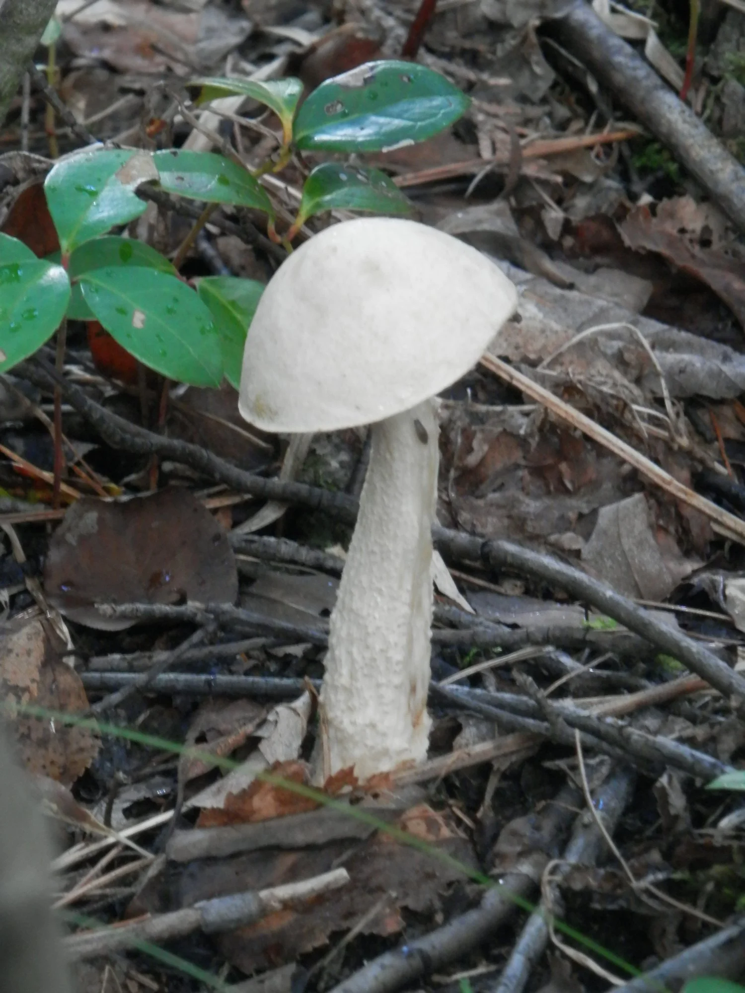 P9280678.webp