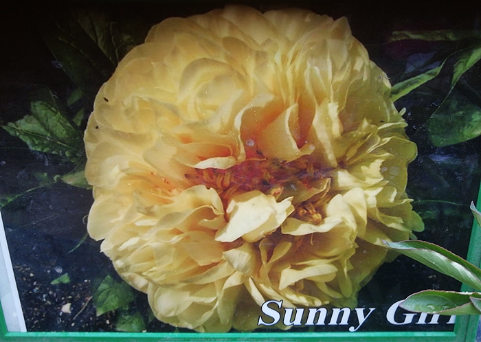 Päonie_Sunny Girl_gefüllt_gelb_700.webp