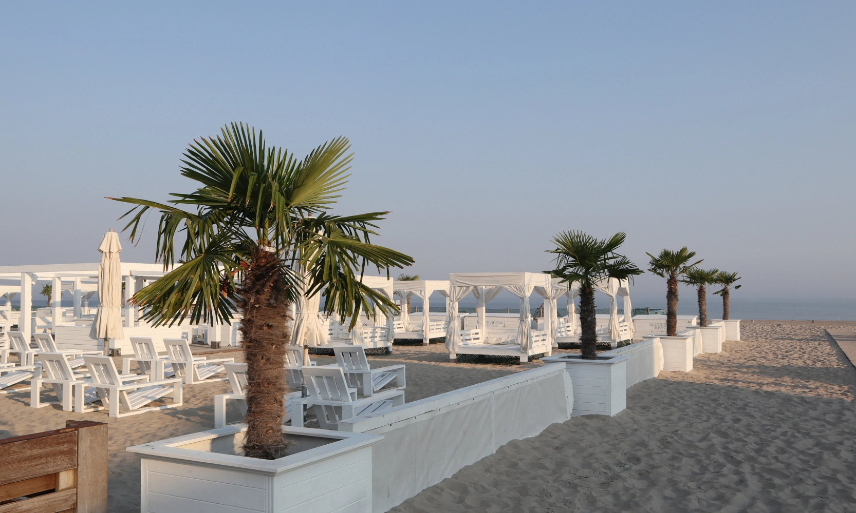 Palme.1.webp