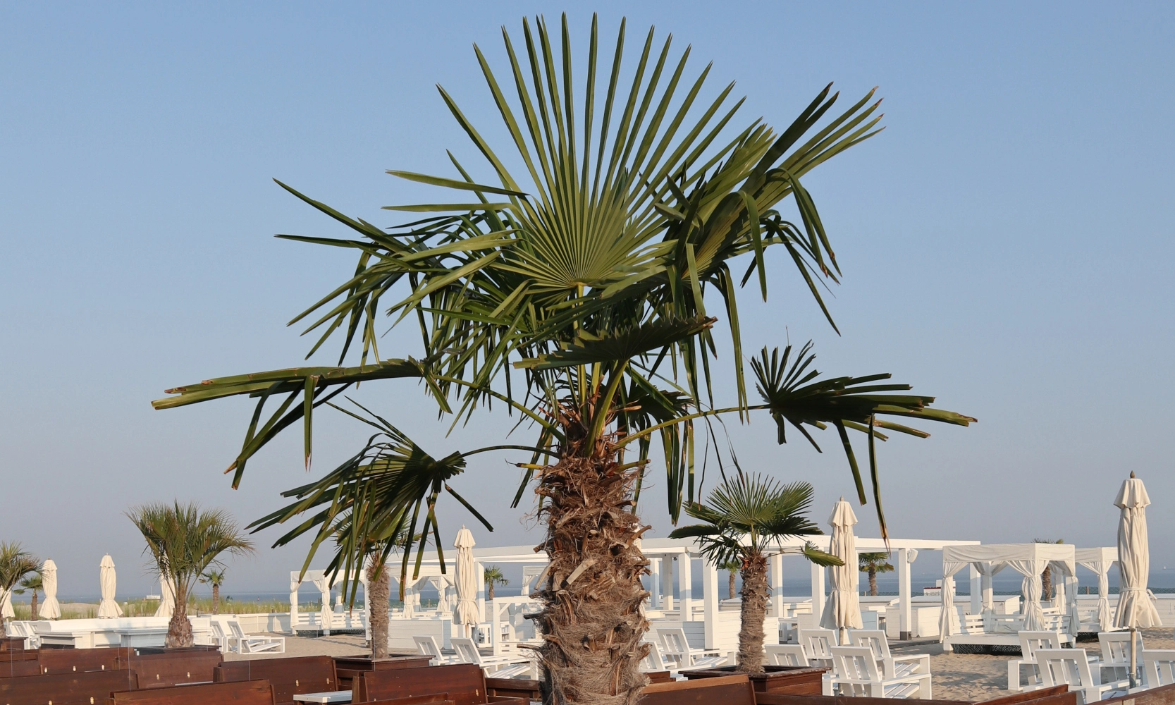 Palme.2.webp