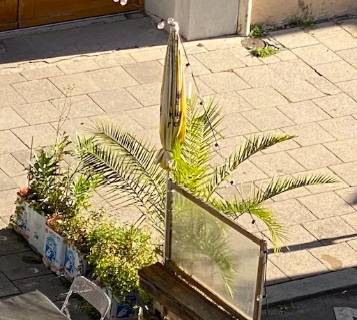 Palme.webp