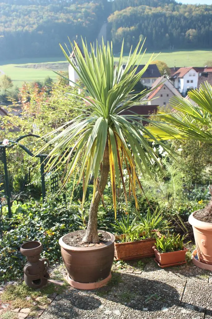 Pflanzenbestimmung Ist das eine Yucca?