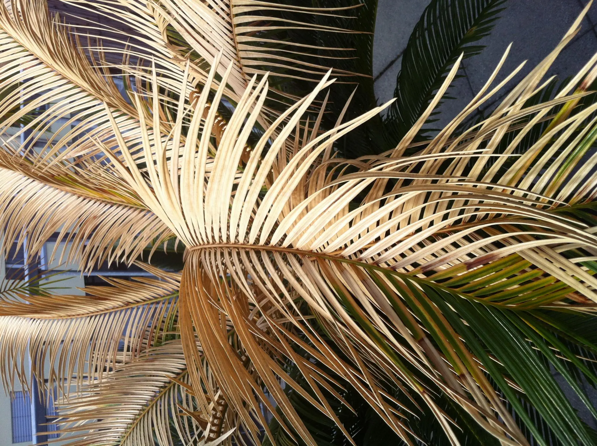 Palme mit braunen Blätter