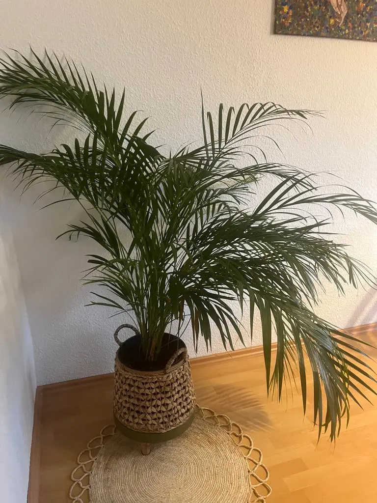 Palme_1.webp