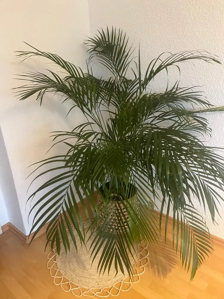 Palme_2.webp