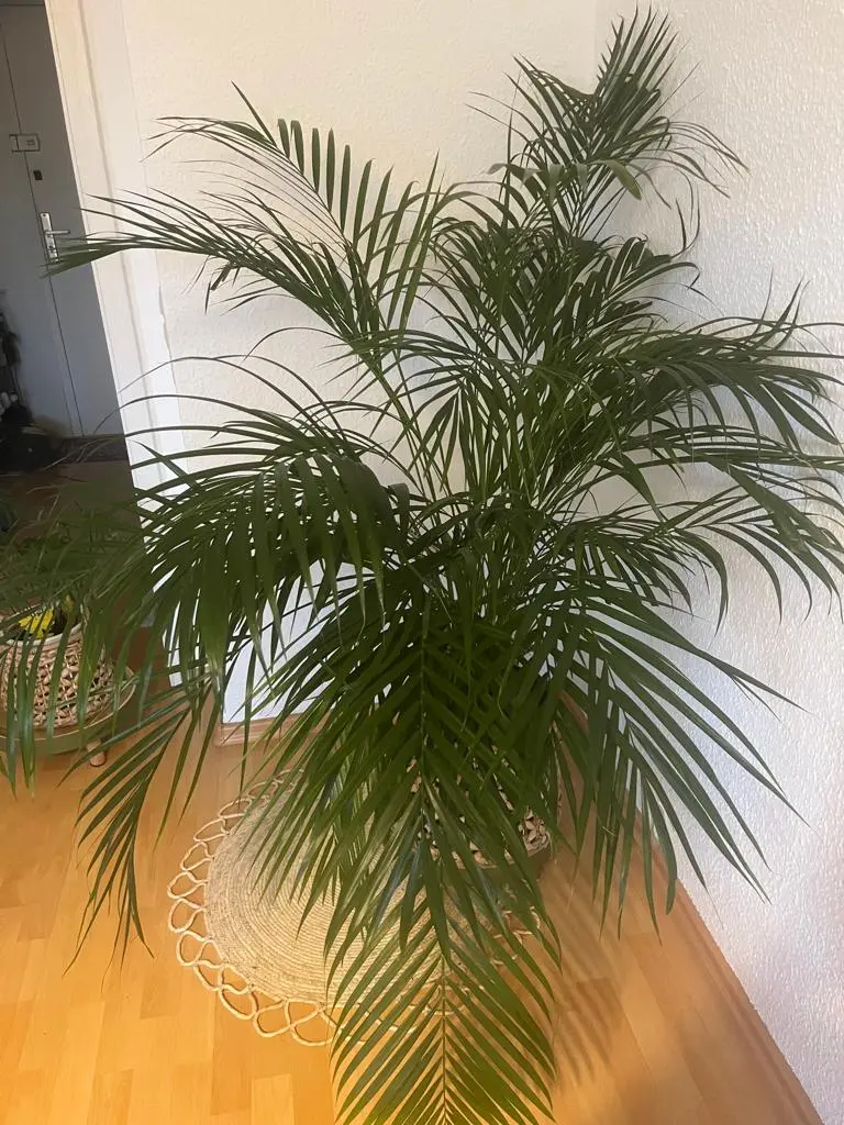 Palme_3.webp