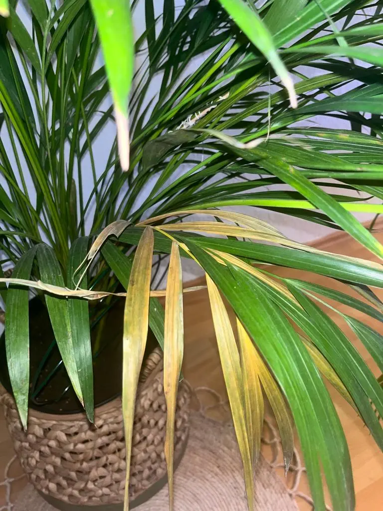 Palme_4.webp