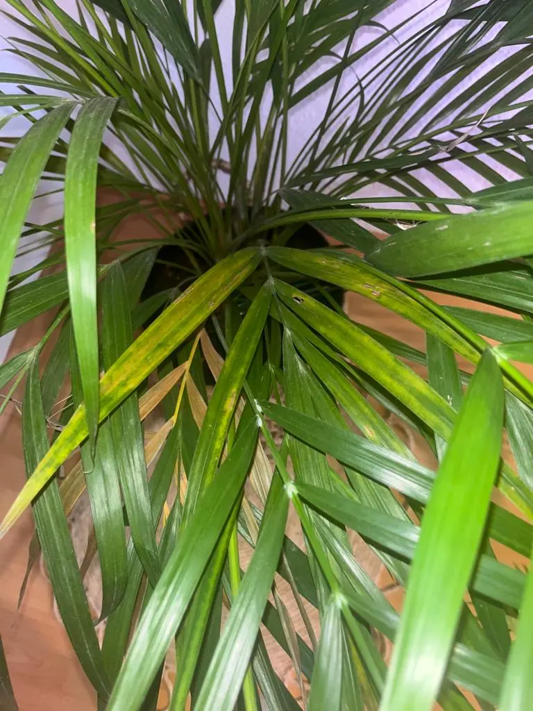 Palme_5.webp