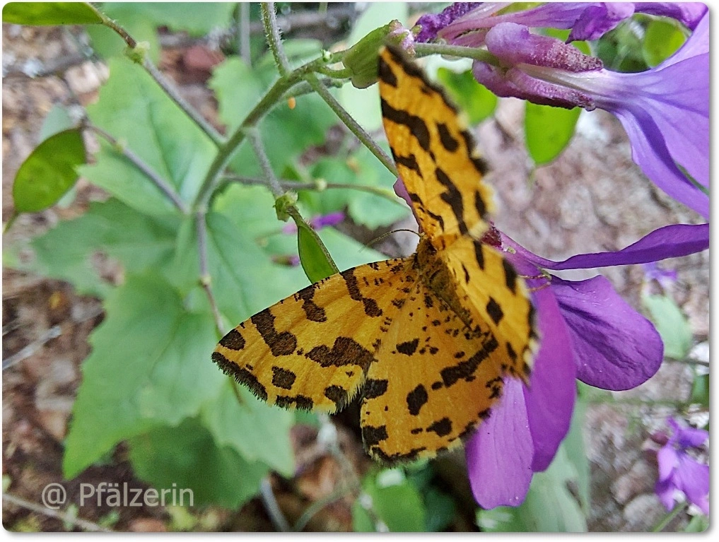 Pantherspanner - Pseudopanthera macularia 2.webp