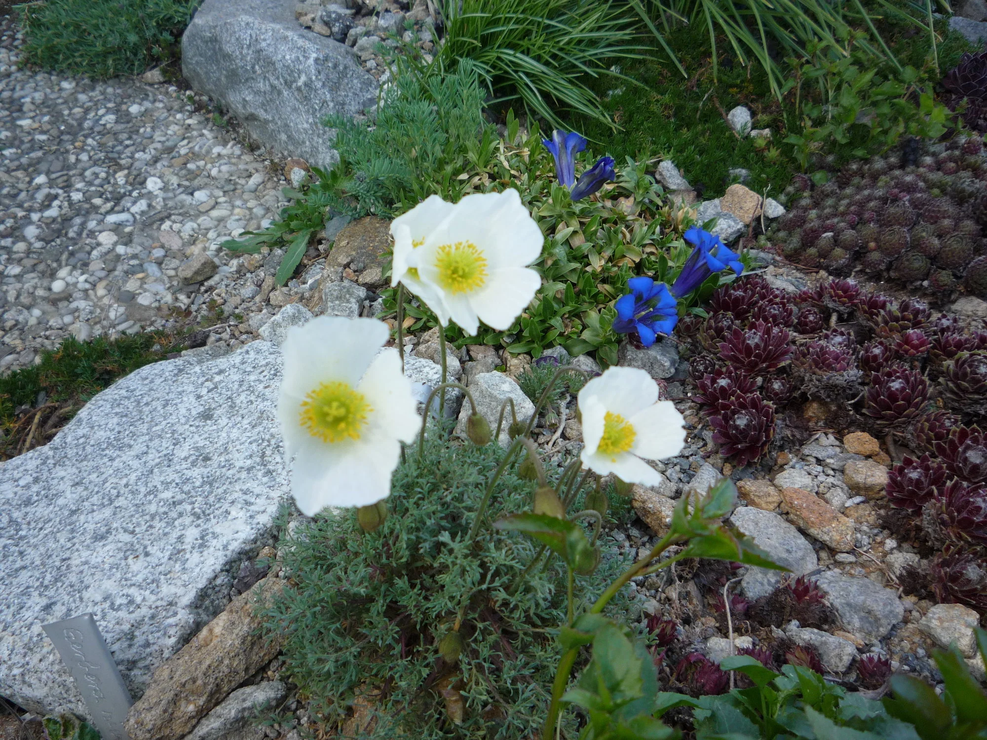 Papaver alpina_25.04.2020.webp