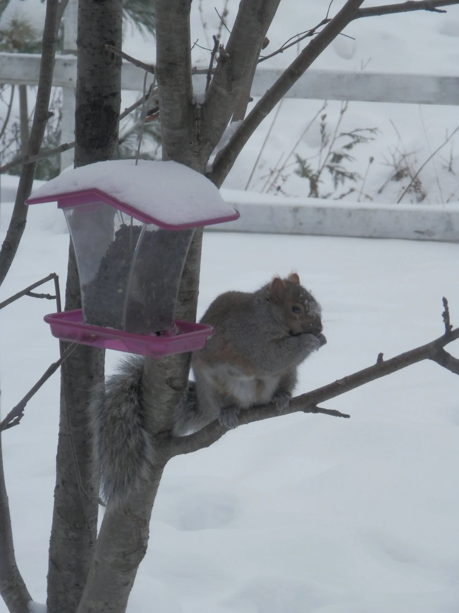PB150667.webp