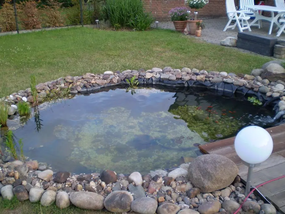 Schleierschwanz im Teich ..ueberwintern möglich ?