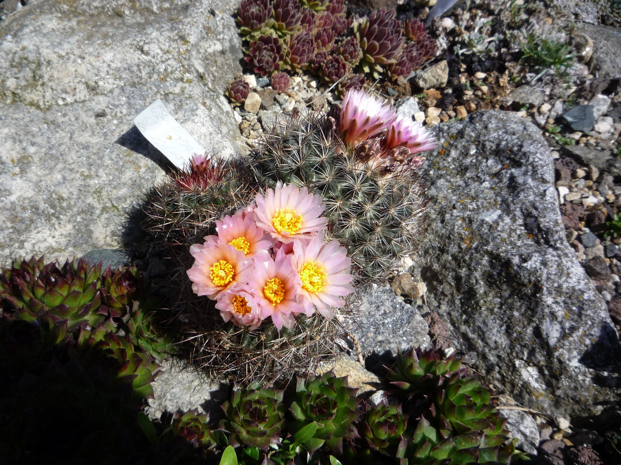 Pediocactus simpsonii_25.04.2020.webp