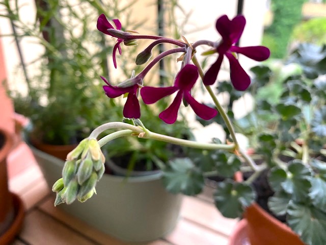 Pelargonie.jpg