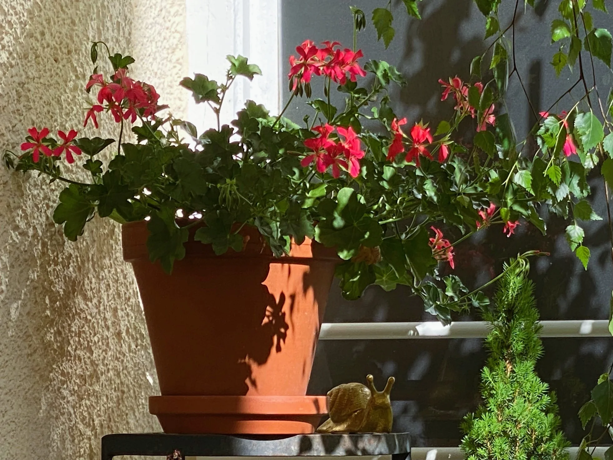 Pelargonie1.webp