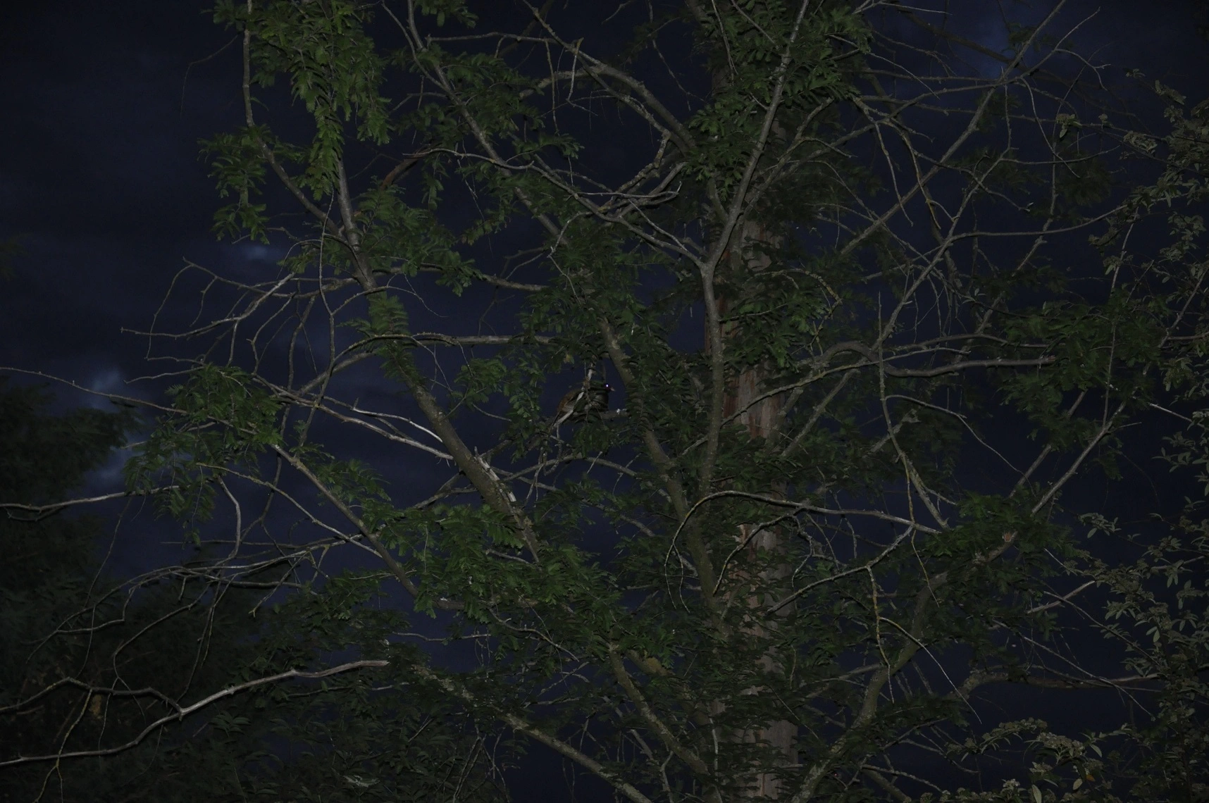 Percy_13062020.webp