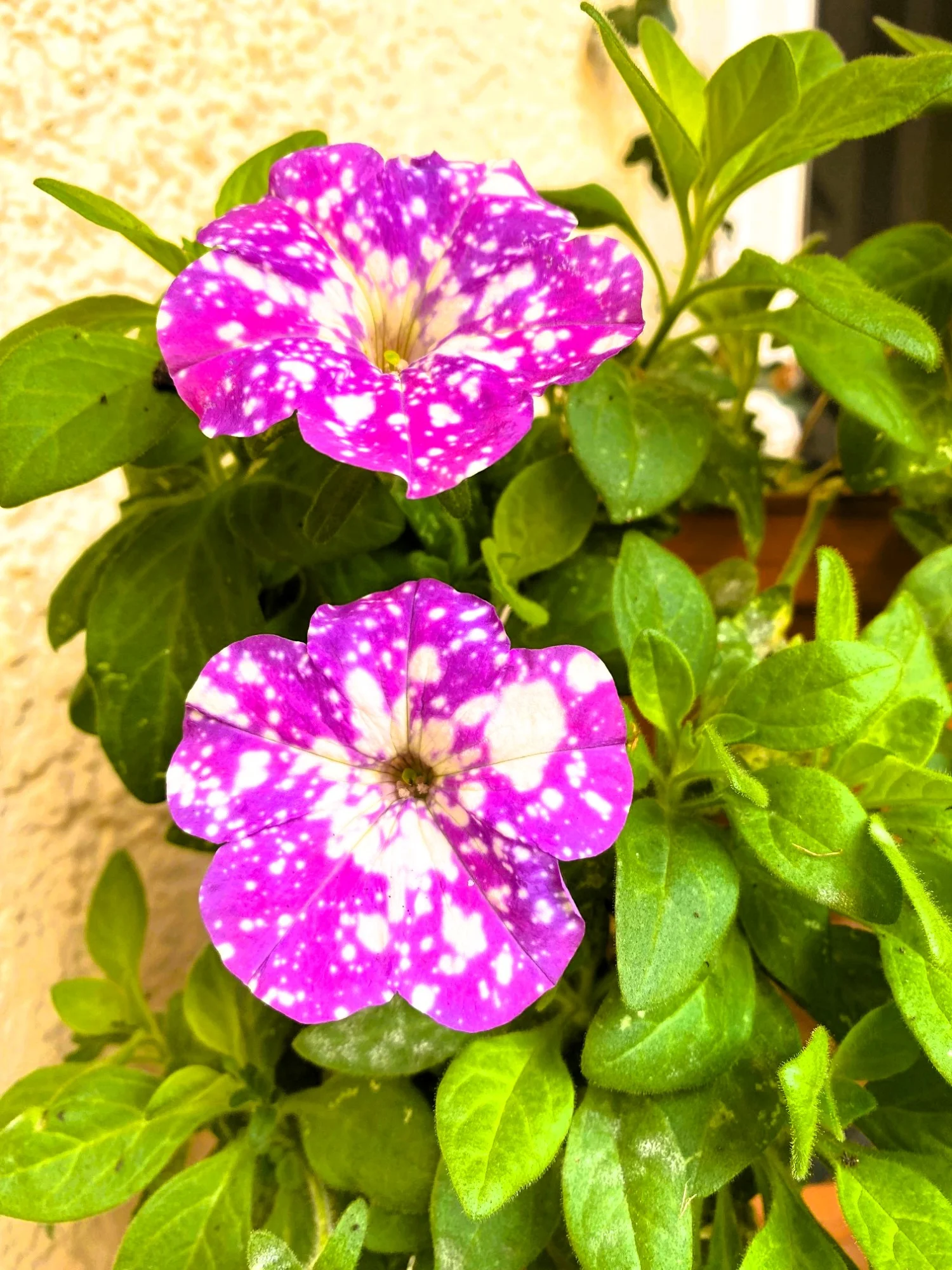 Petunie Dezember.webp