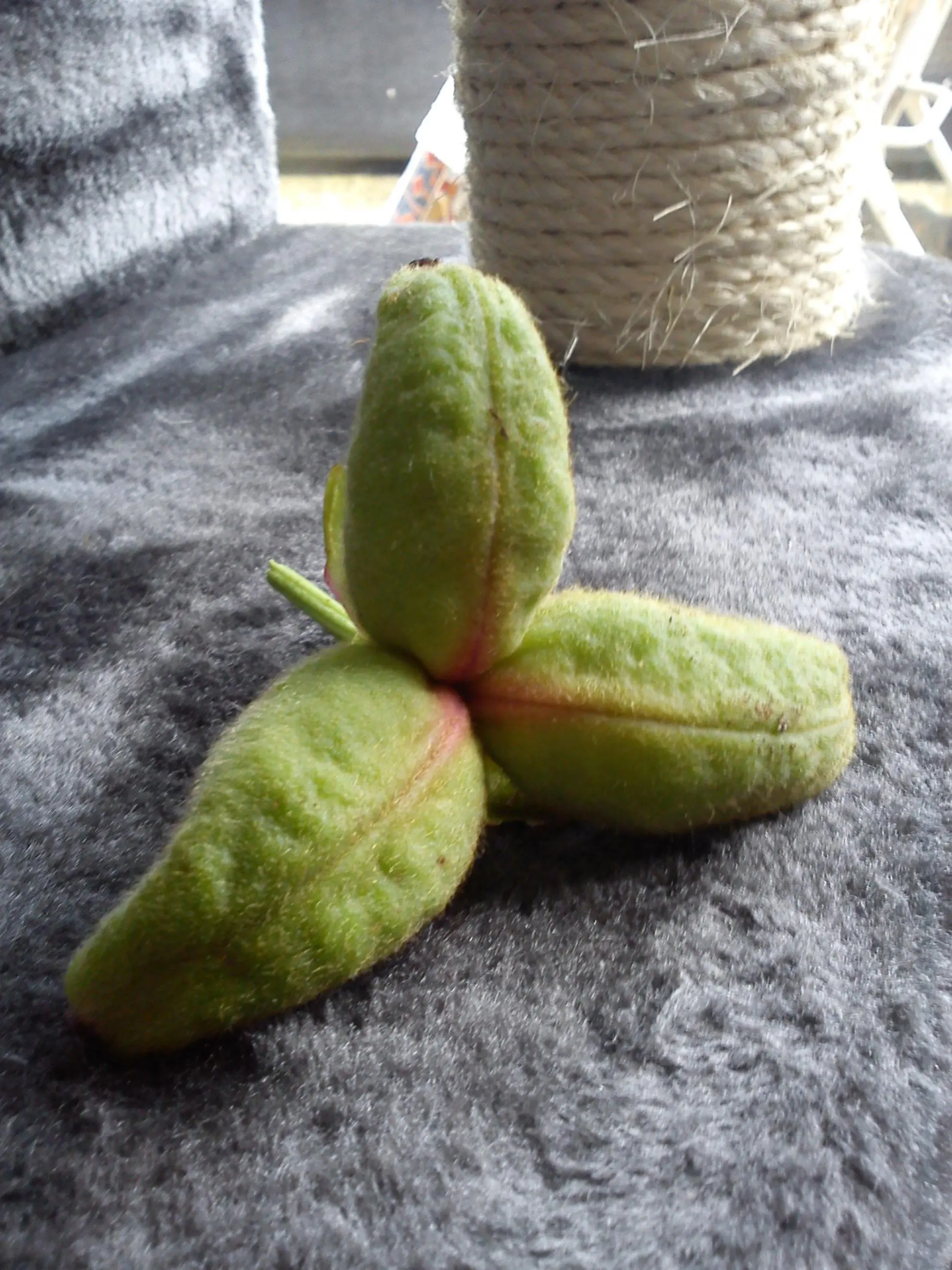 Pfingstrosen Samen