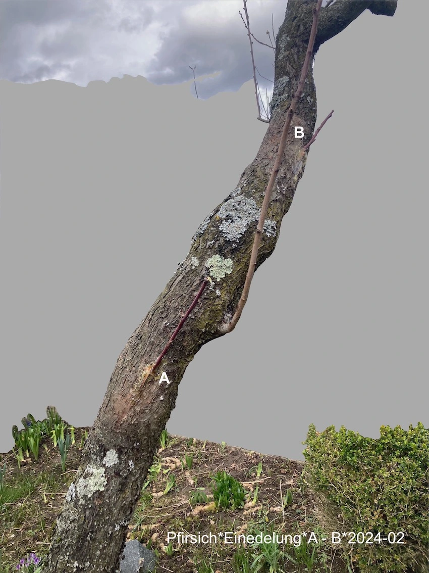 Pfirsich*Einedelung*2024-02*Übersicht A-B_grau_40min_254KB.jpeg