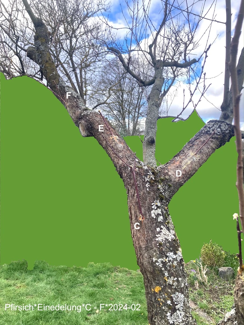 Pfirsich*Einedelung*2024-02*Übersicht C-D_grün_30min_387KB.jpeg