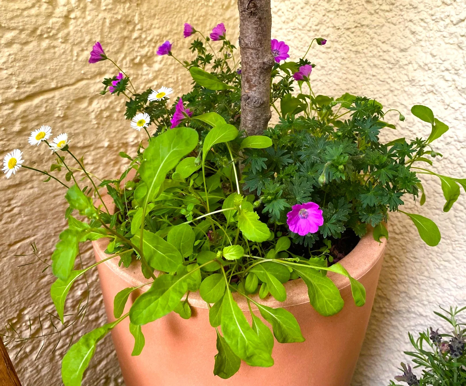 Pfirsichbaum .webp