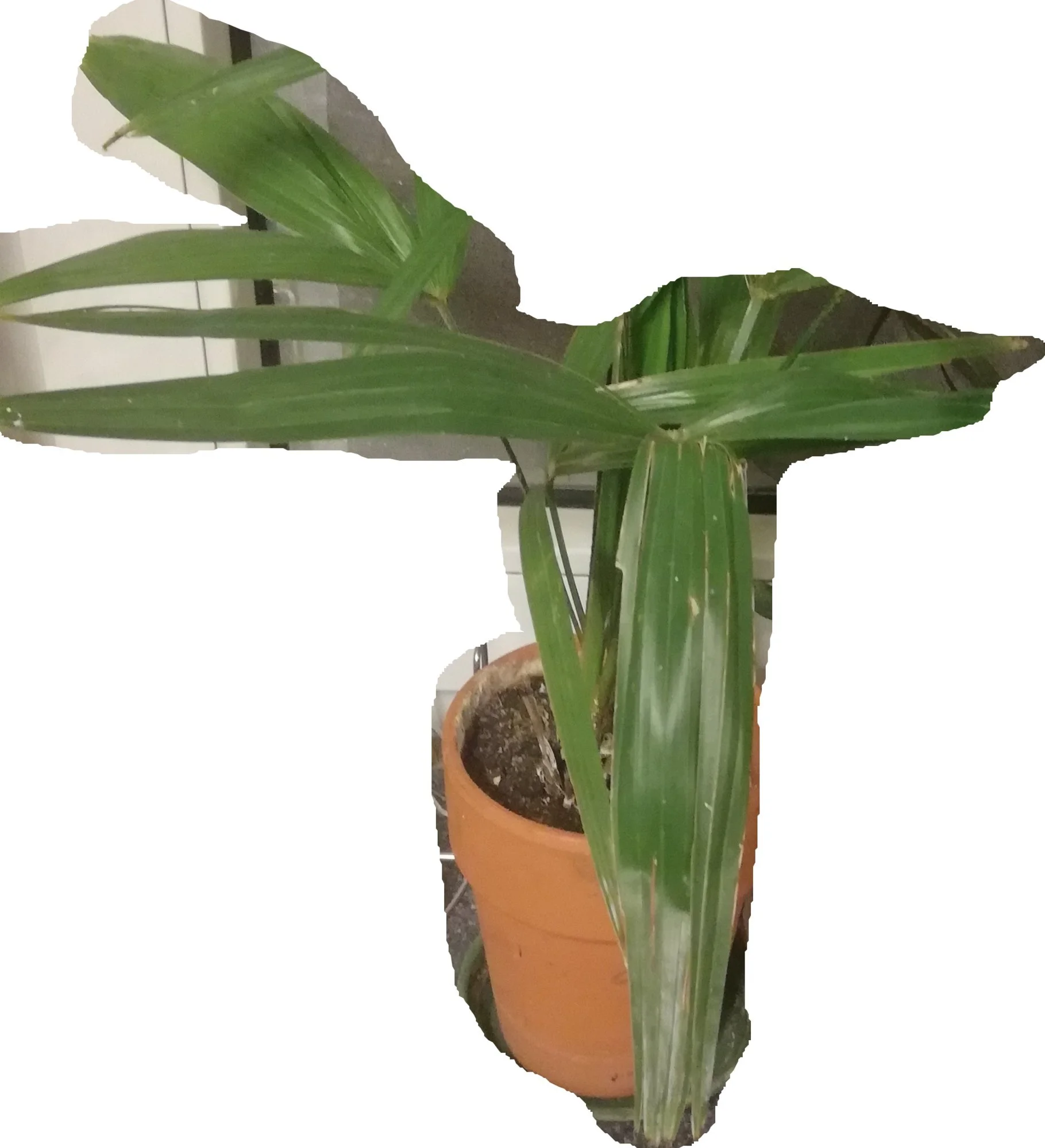 Pflanze - 0001-neu.webp