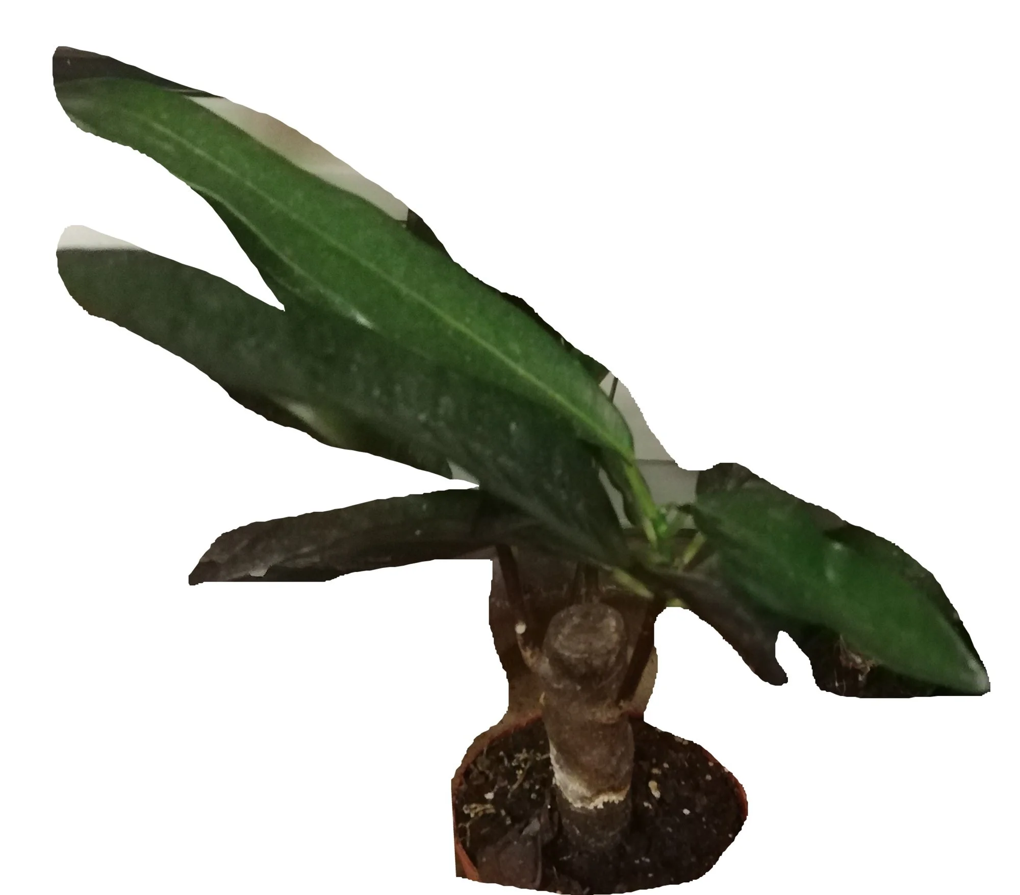 Pflanze - 0002-neu.webp