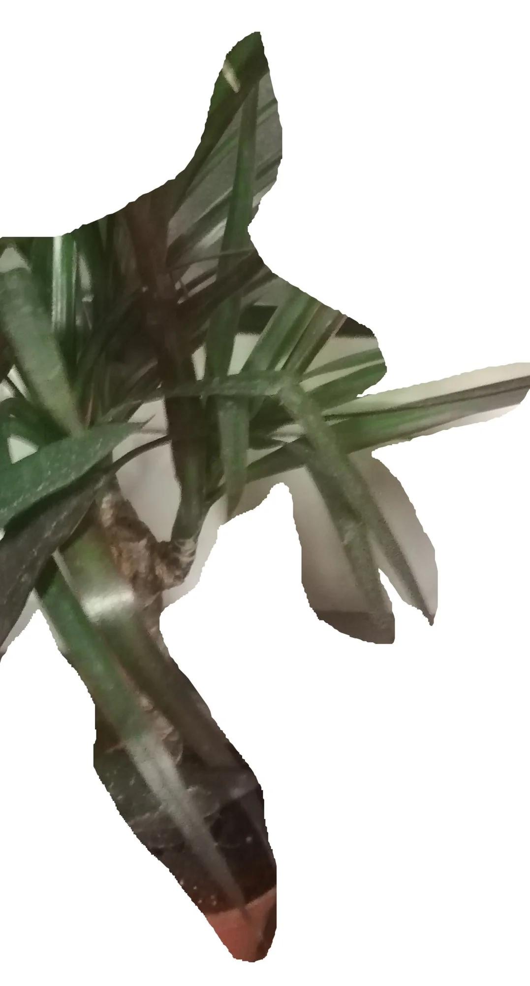 Pflanze - 0003-neu.webp