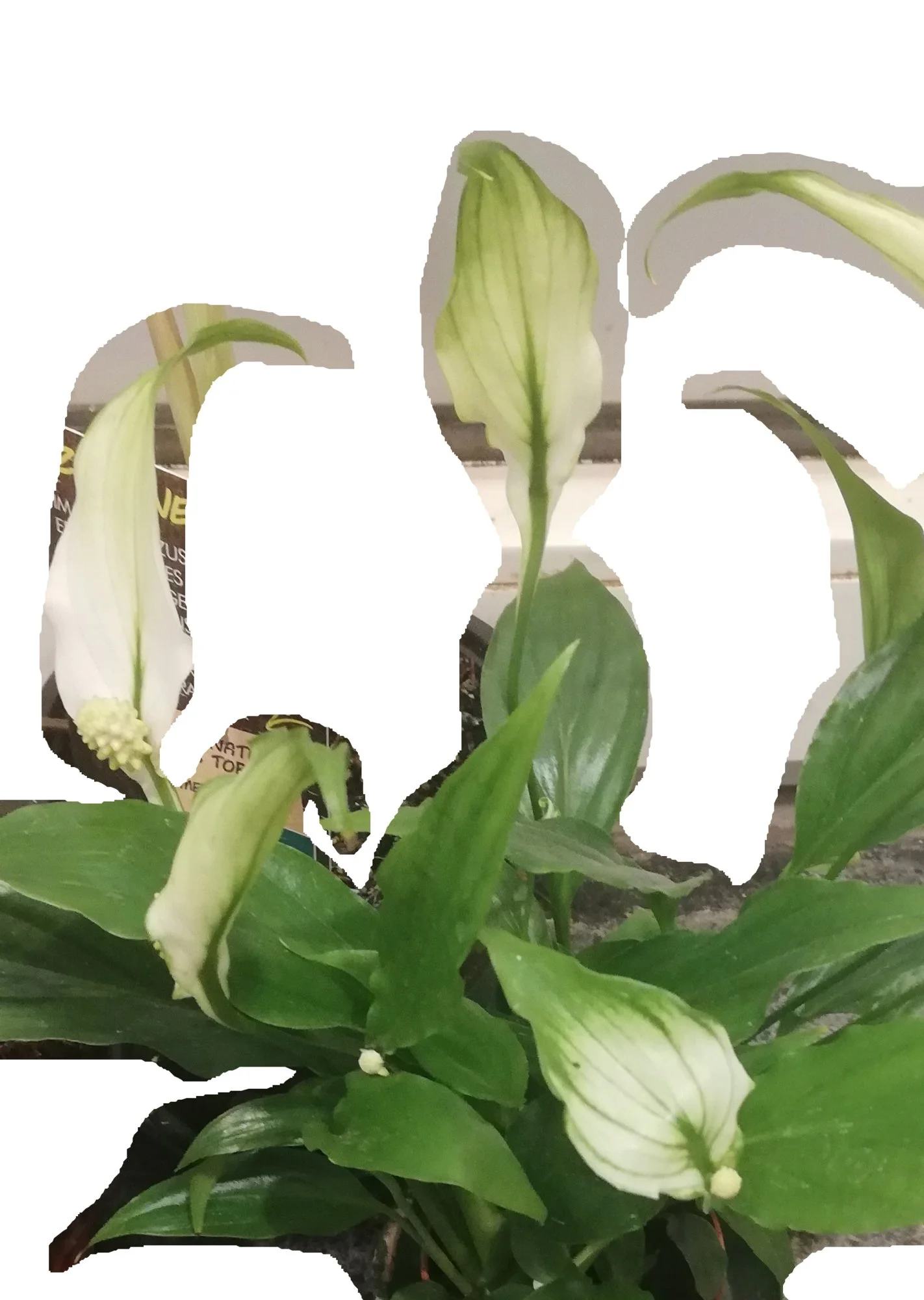 Pflanze - 0004-neu.webp