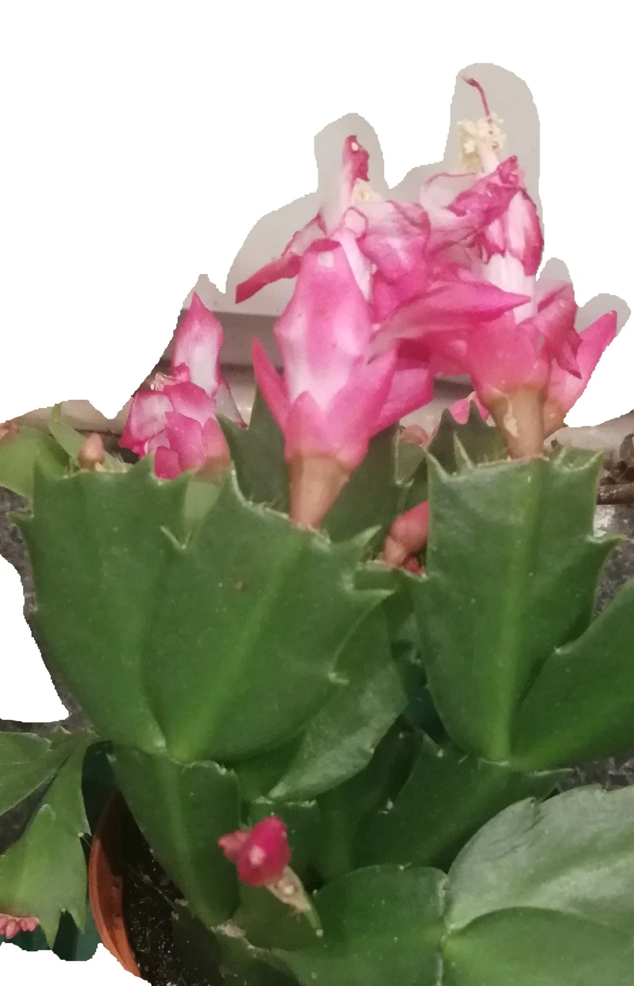 Pflanze - 0005-neu.webp