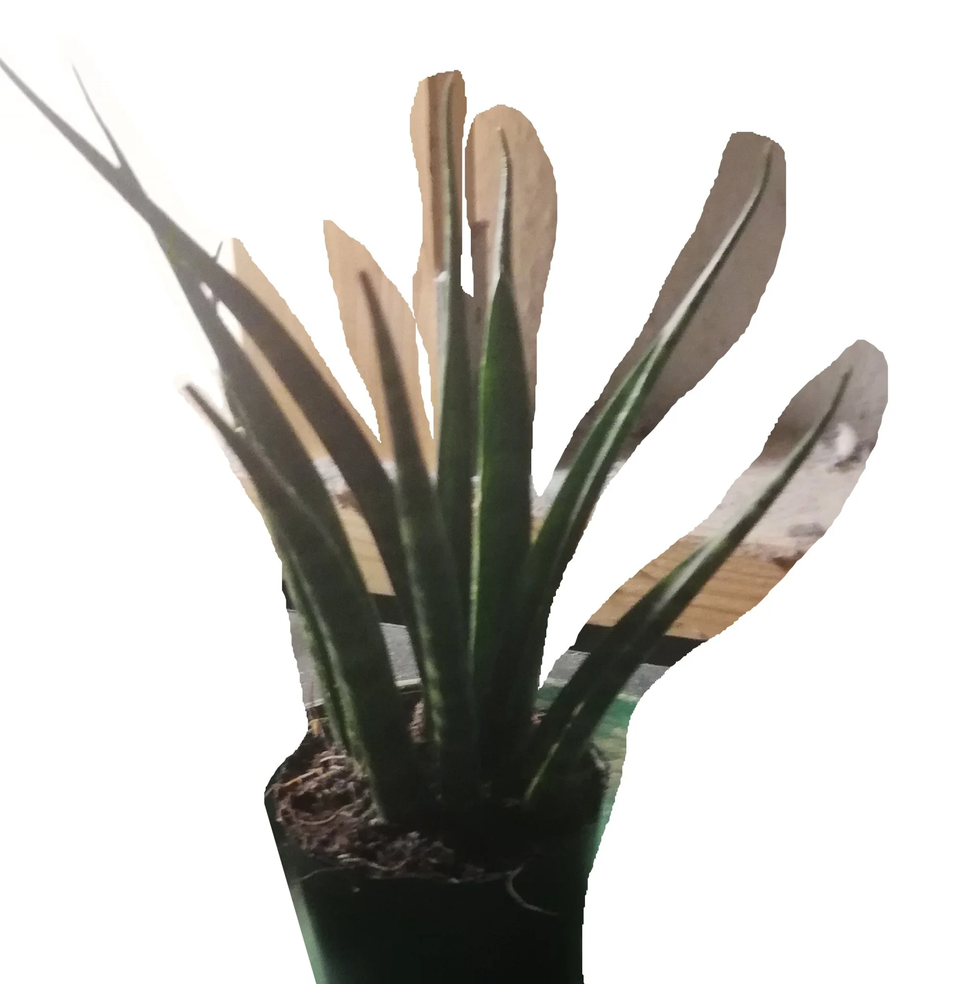 Pflanze - 0006-neu.webp