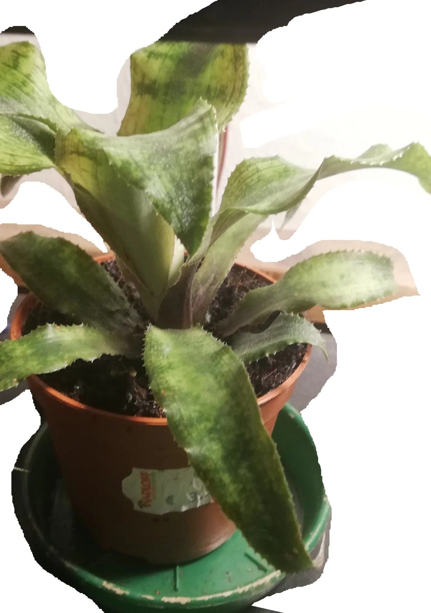 Pflanze - 0007-neu.webp