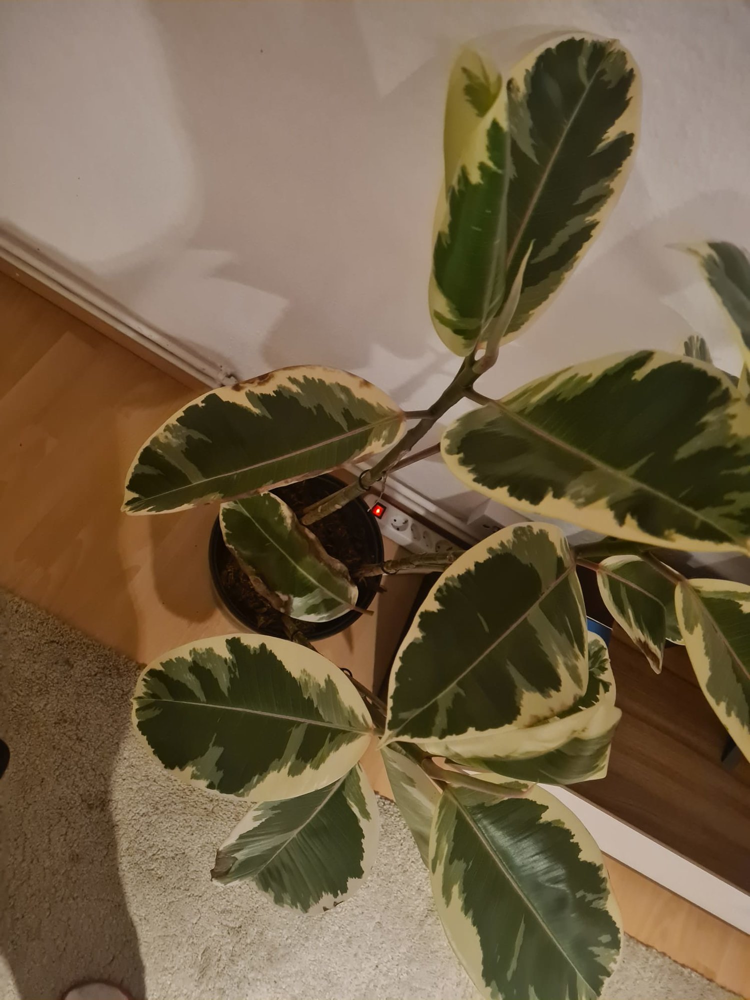Braune Flecken auf Ficus Benjamini