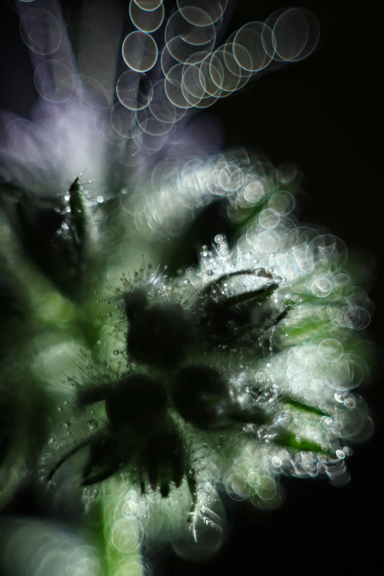 Phacelia.webp