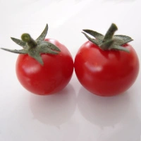 Philovita F1 1.webp