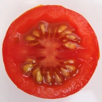 Philovita F1 - aufgeschnitten quer.webp