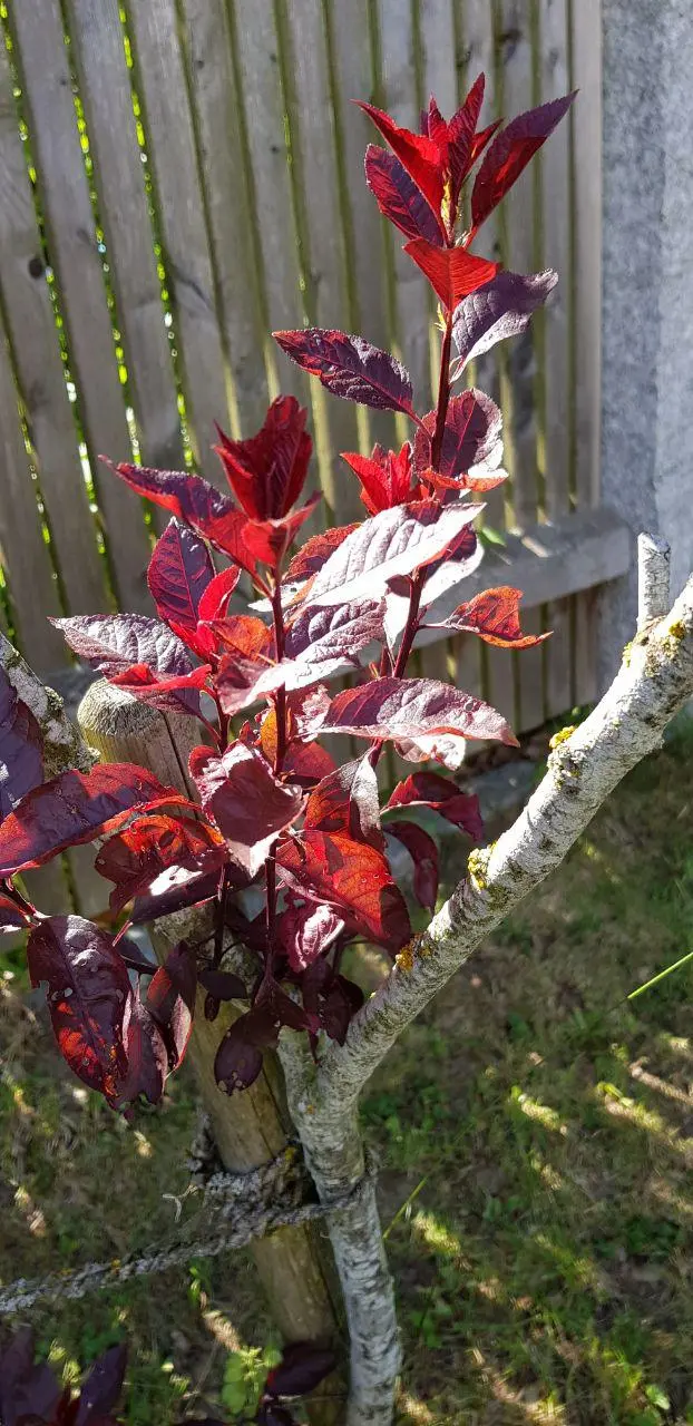 photo_2019-06-09_22-11-20 (2).webp