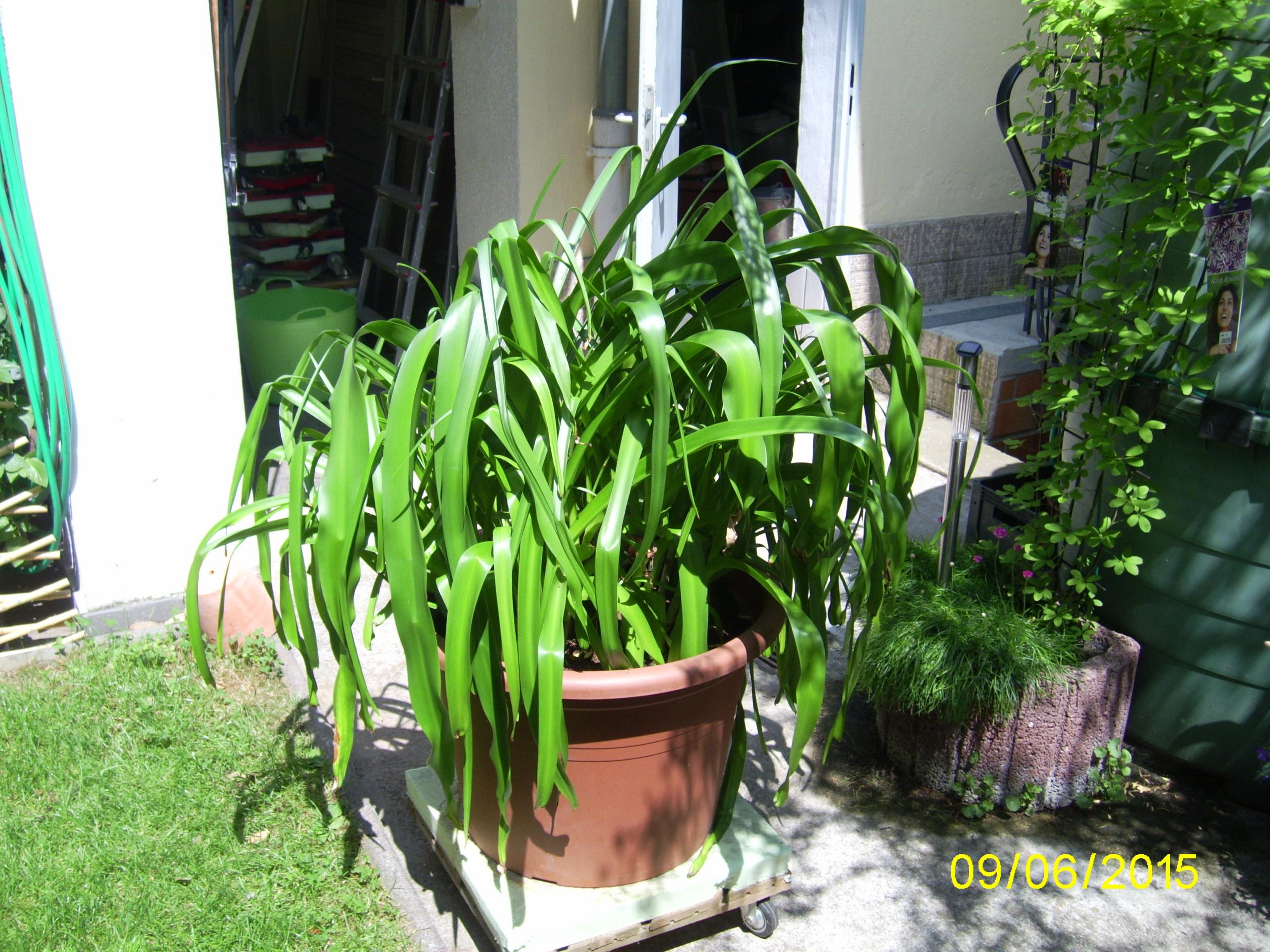 Amaryllis Ohne Blüte