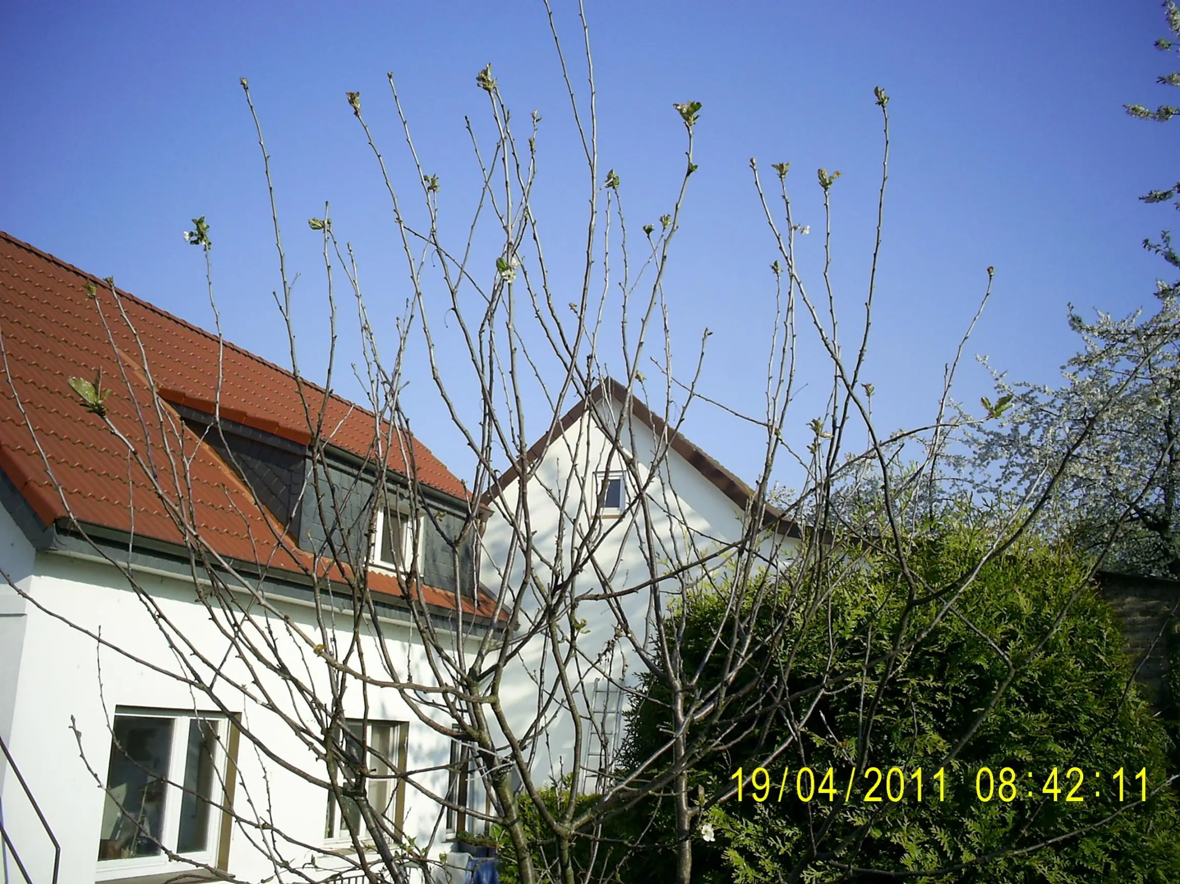 SauerKirschbaum