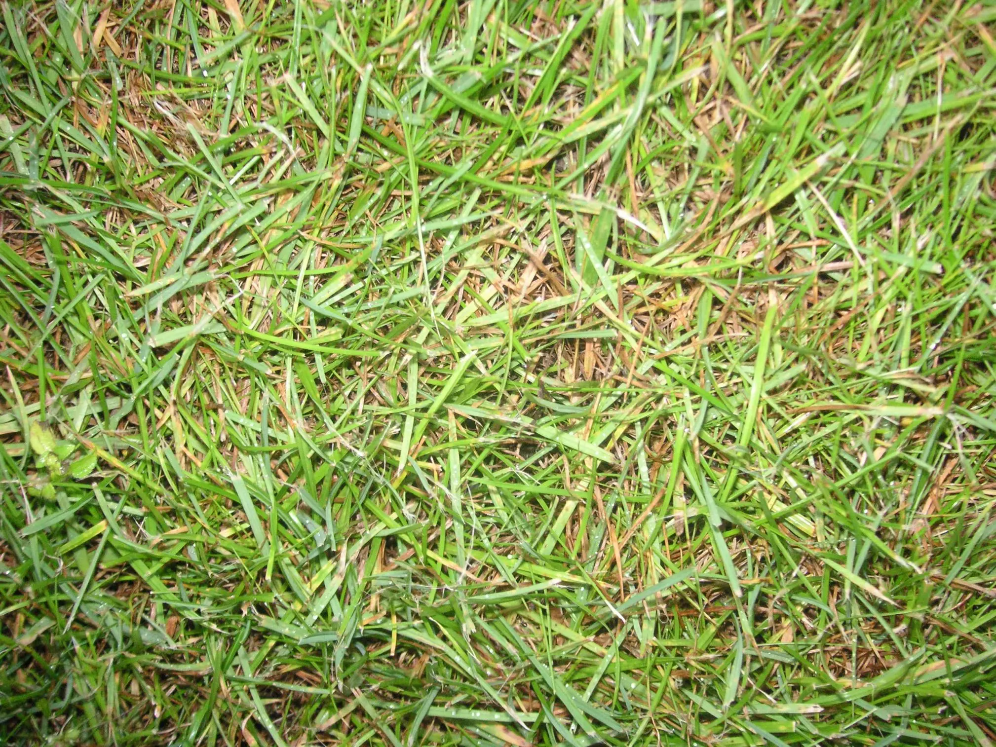 Rasen wird gelb/braun