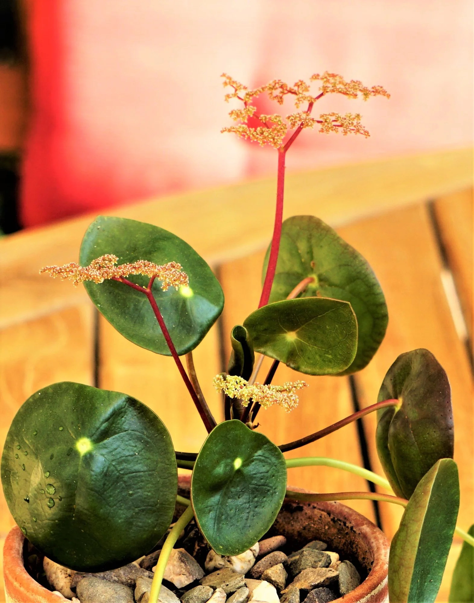 PileaBlüten.webp