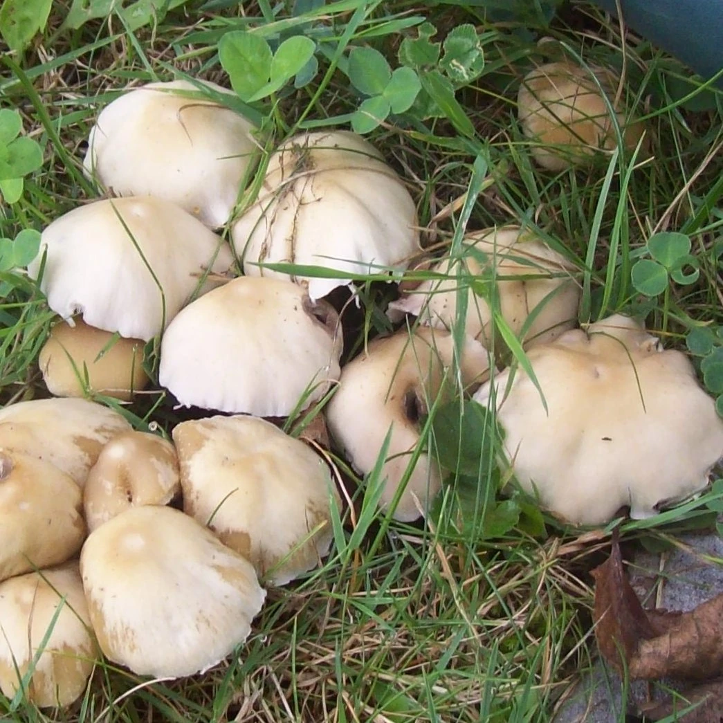 Pilze im Rasen