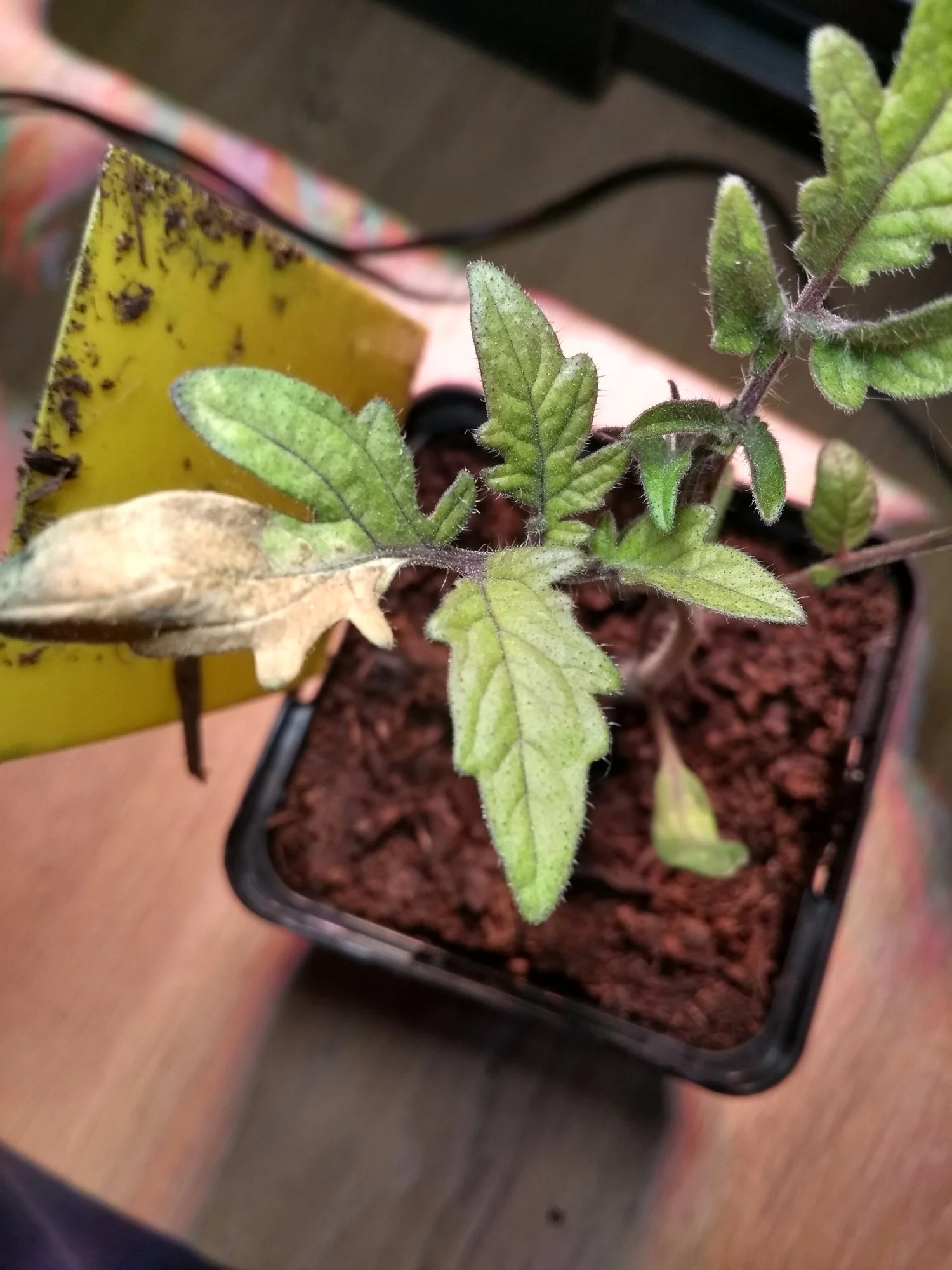 Die Vorsaison läuft schief! (Tomaten Krankheit?, Zucchini blühen