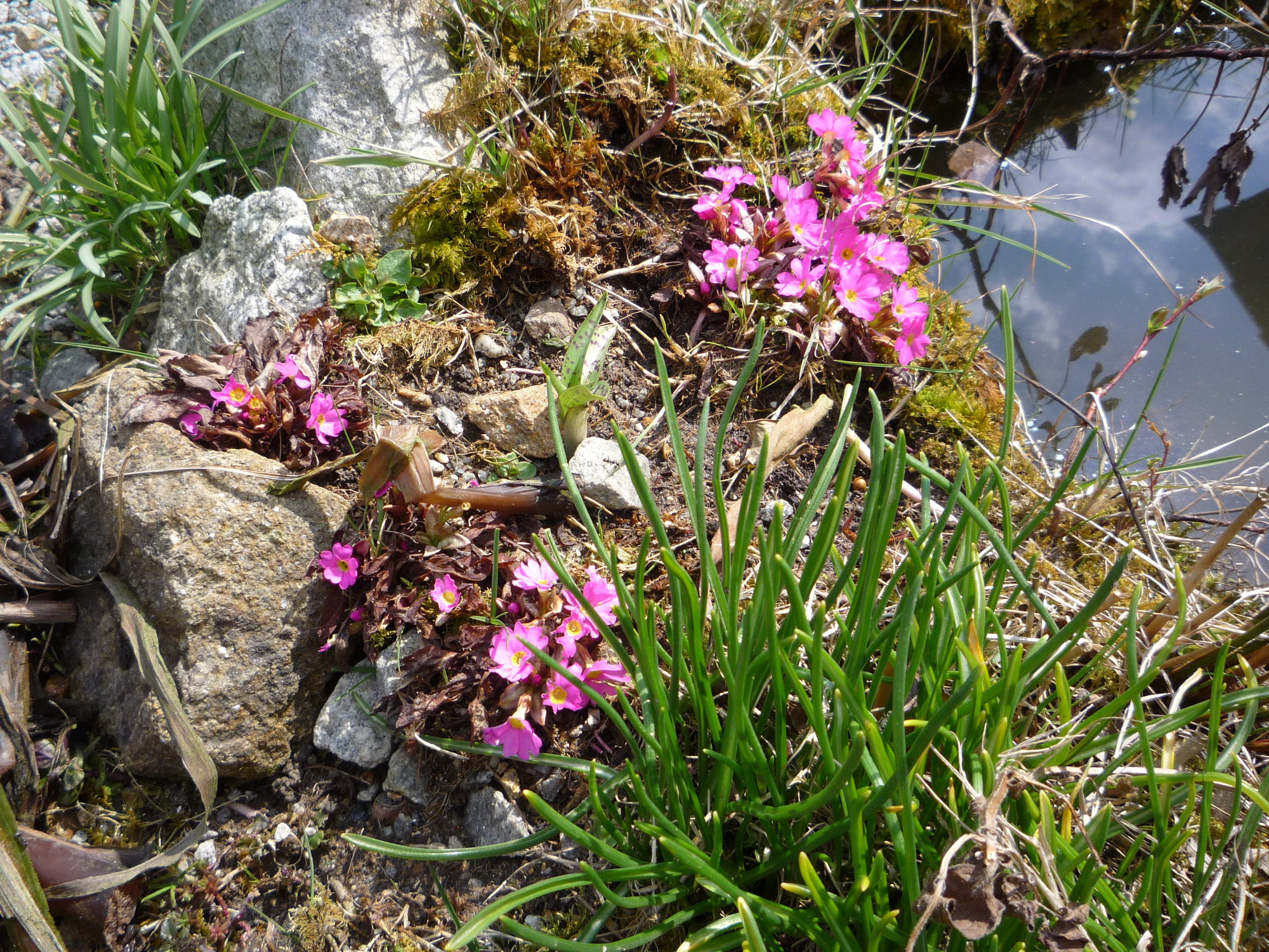 Primula rosea am Teichrand_10.04.02020.JPG