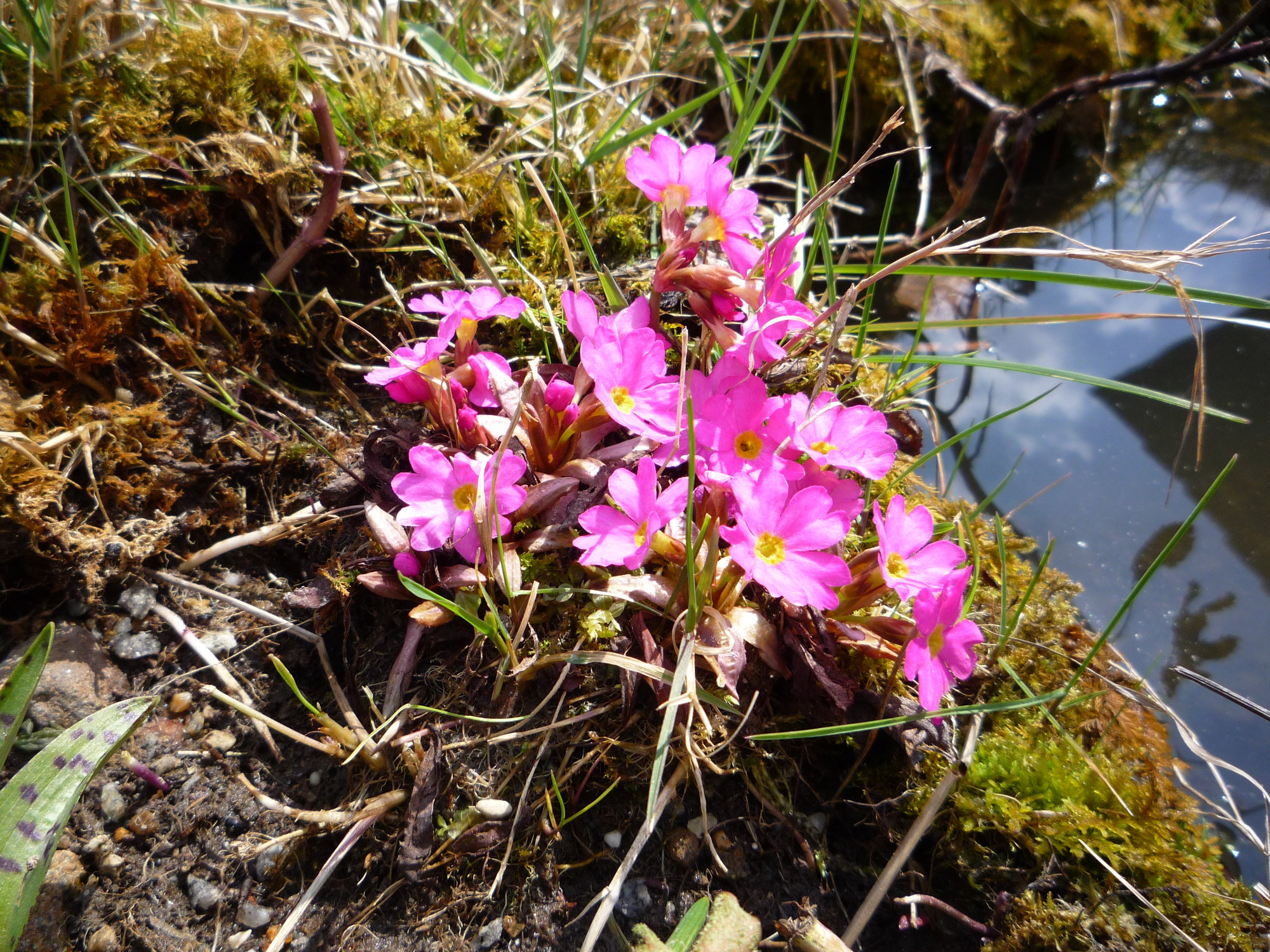 Primula rosea_10.04.2020.JPG