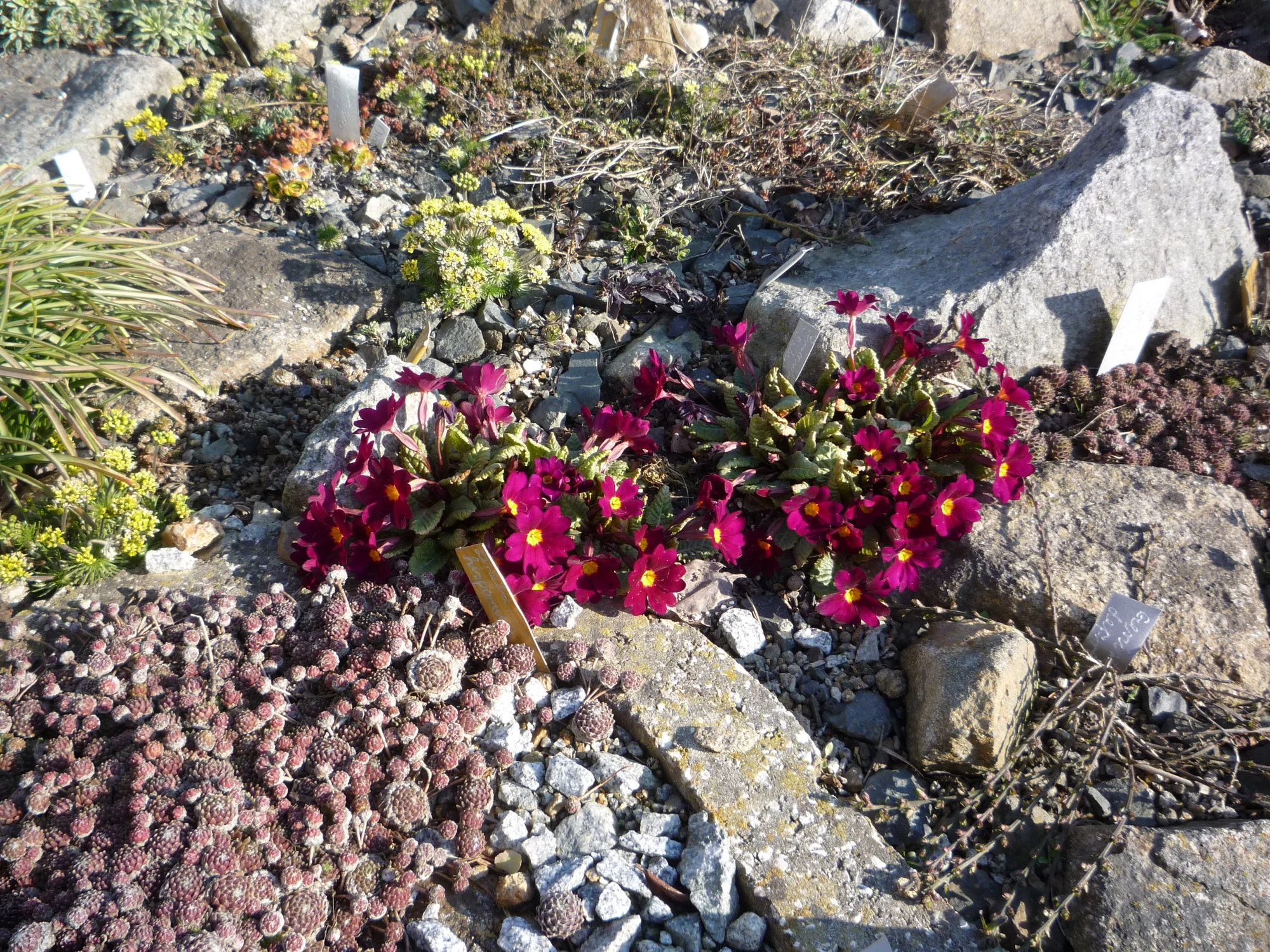 Primula_Saladin_05.04.2020.JPG