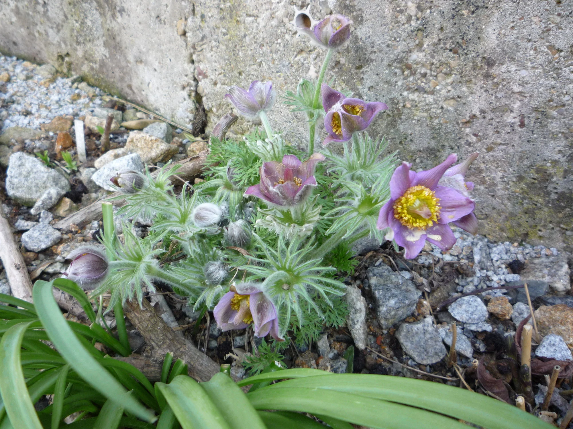Pulsatilla alpina_25.04.2020.webp