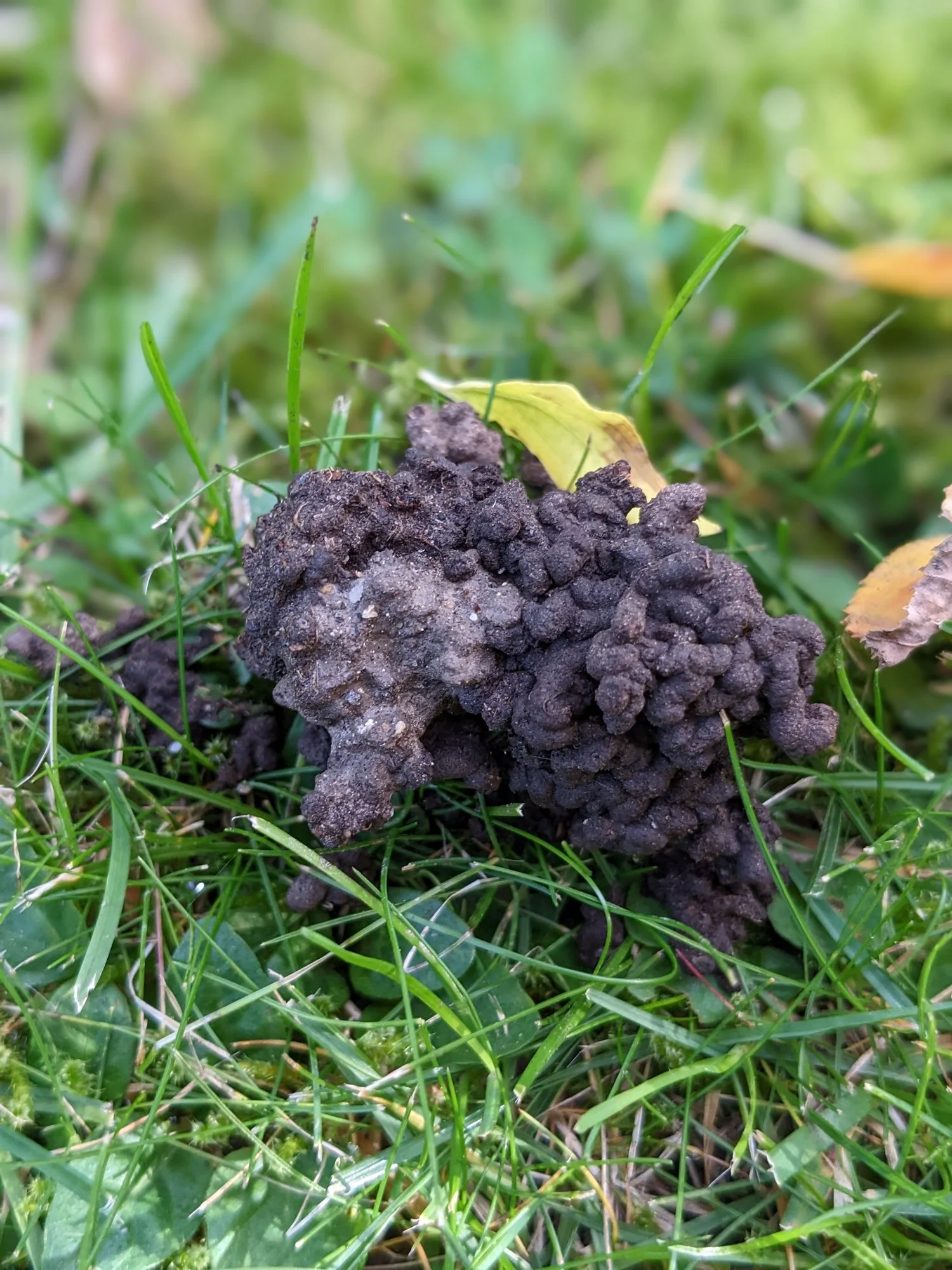 Was sind das für Häufchen?